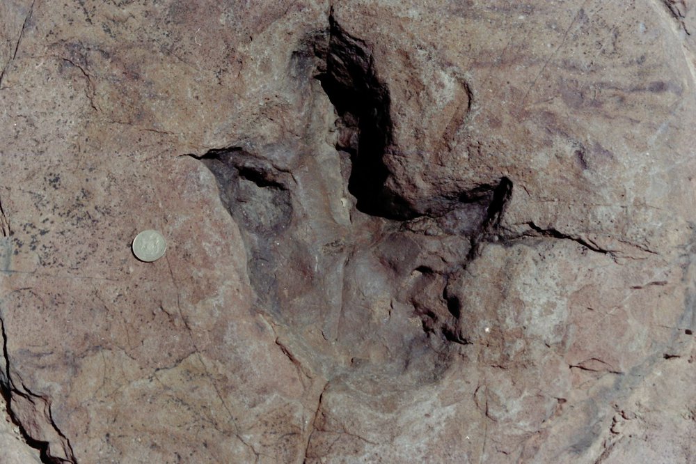 dinosaur footprint.JPG