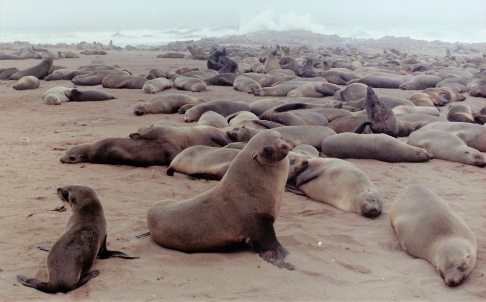 seal reserve (2).JPG