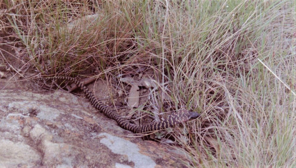 spitting-cobra (2).JPG